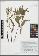 Foto von Salix alba L. x Salix fragilis L.